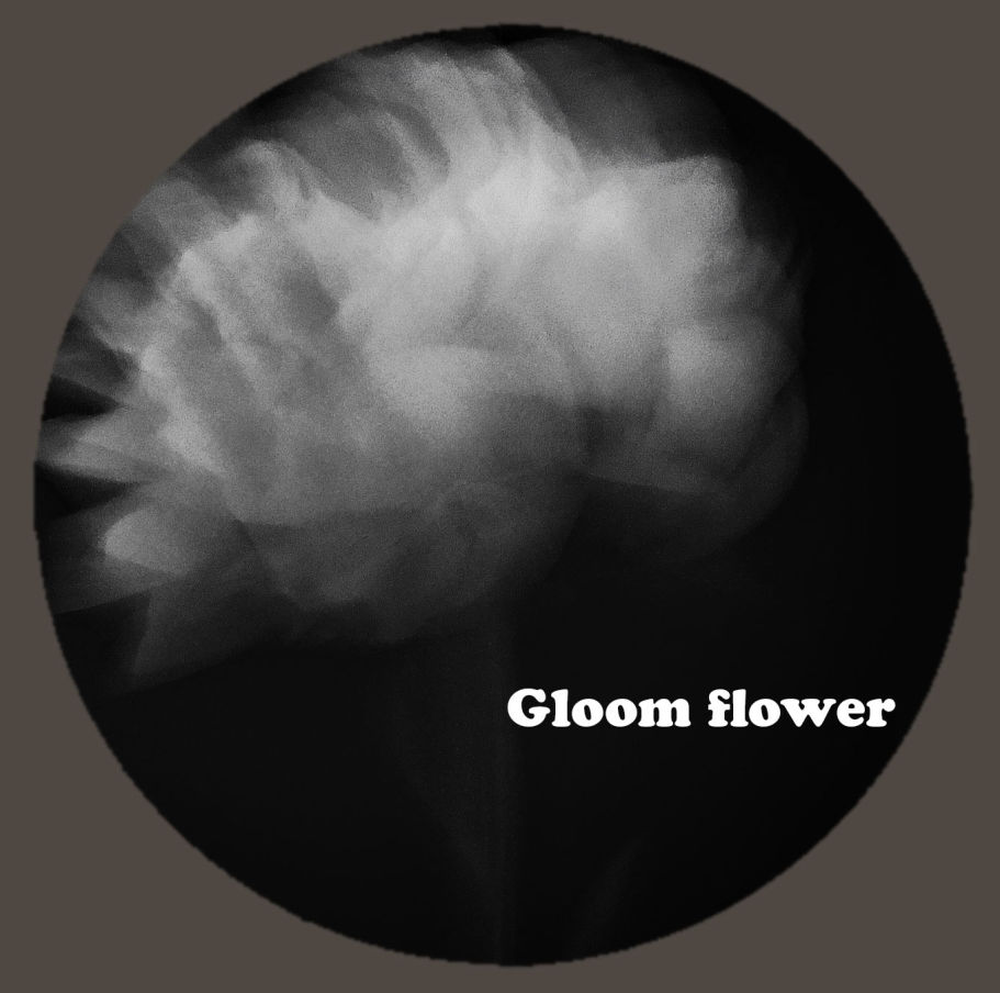 Gloom Flower